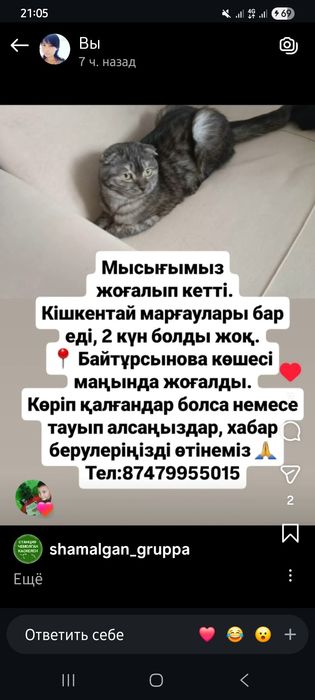 Кошка вислоухая.