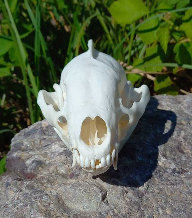 trofeu,trofee,naturalizat,taxidermie,craniu de bursuc  Germania