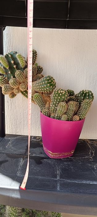 Кактуси, различни видове