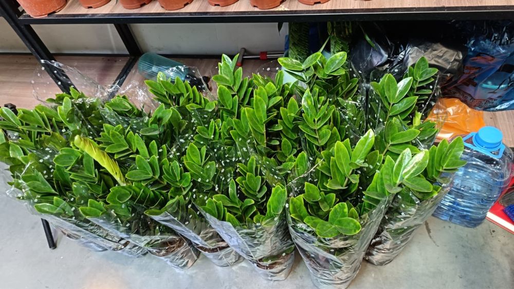 Цветы    домашние