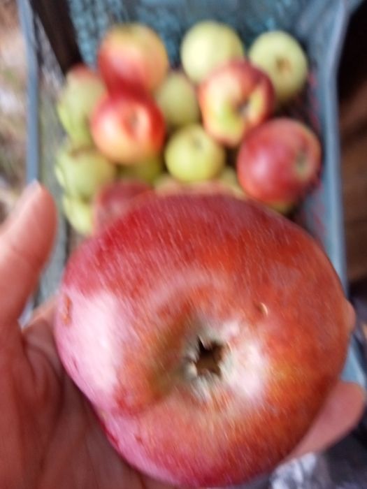 Продам сад/огород по 18 маршруту