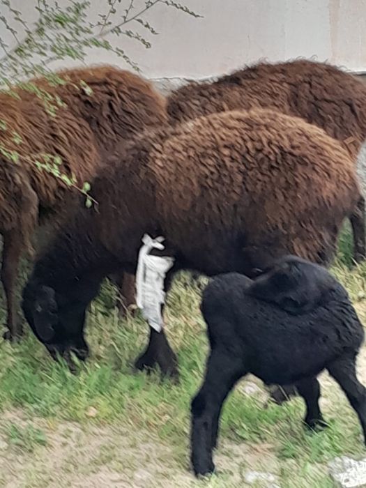 Қозылы қойлар 1бас жетім қозы