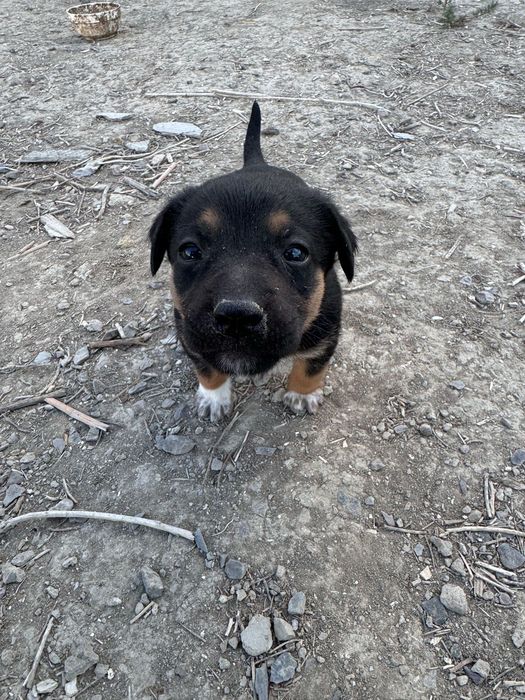 Собака күшік щенки