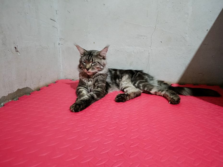 Кот 1.5 год Мейн кун
