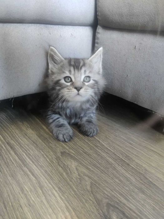 Продавам 3 чистокръвни котенца Мейн Куун