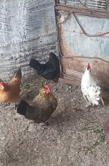 De vânzare găini pitici