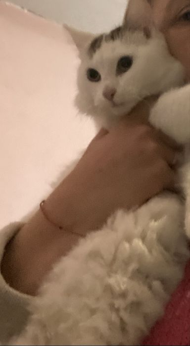 Подарявам малки котета.