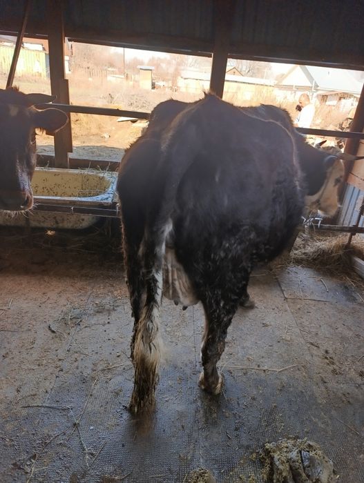 Продам корову с теленком