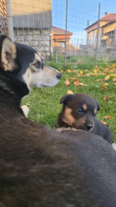 Кученца Рико и Рея