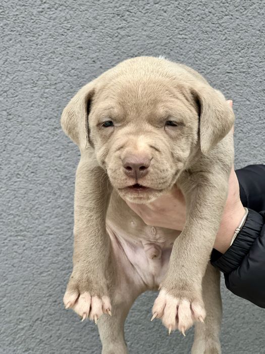 Питбул  blue fawn