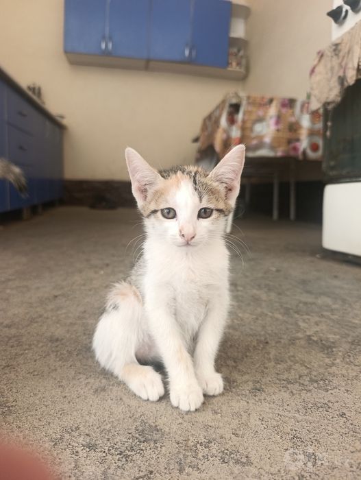 Yoqimtoy mushukchalar hadyaga beriladi
