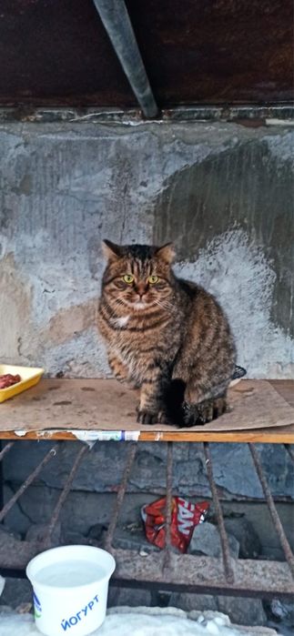 Кошки в добрые руки!