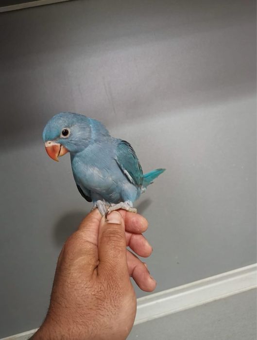 Micul Alexander puiuti blanzi crescuti la mana Alexandru