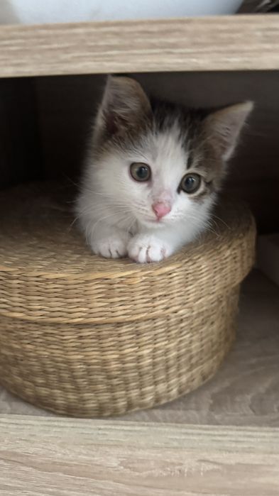 Подарявам мъжко коте
