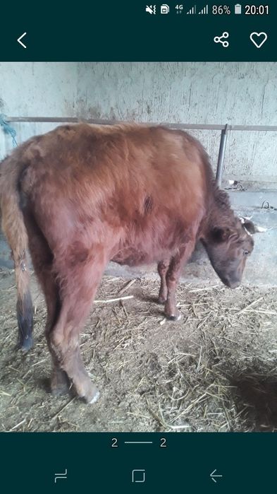 Sut Beradigan 4..Oylik Bug'oz Sigir Sotiladi. Buxoro Jondor.