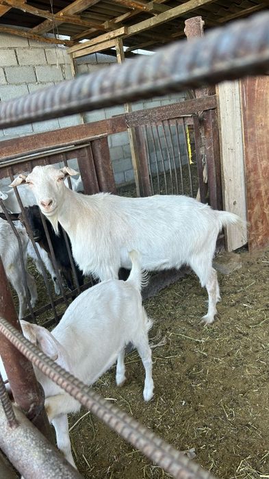 Сауынды ешкілер лағымен