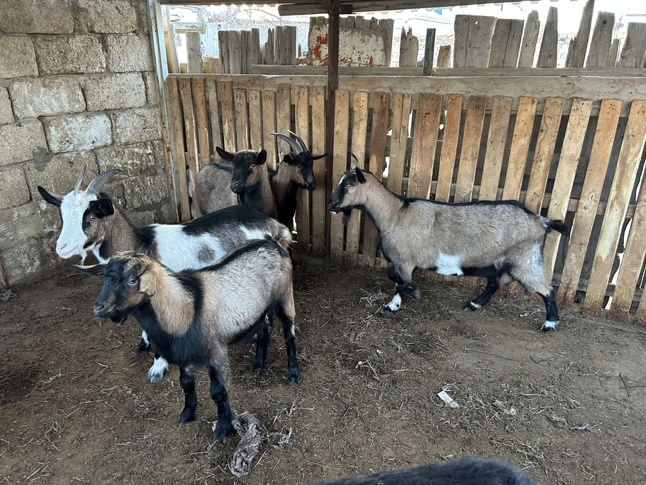 Ешки сатылады лактар бар