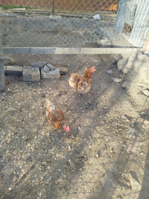 Продам 3 домашние курицы