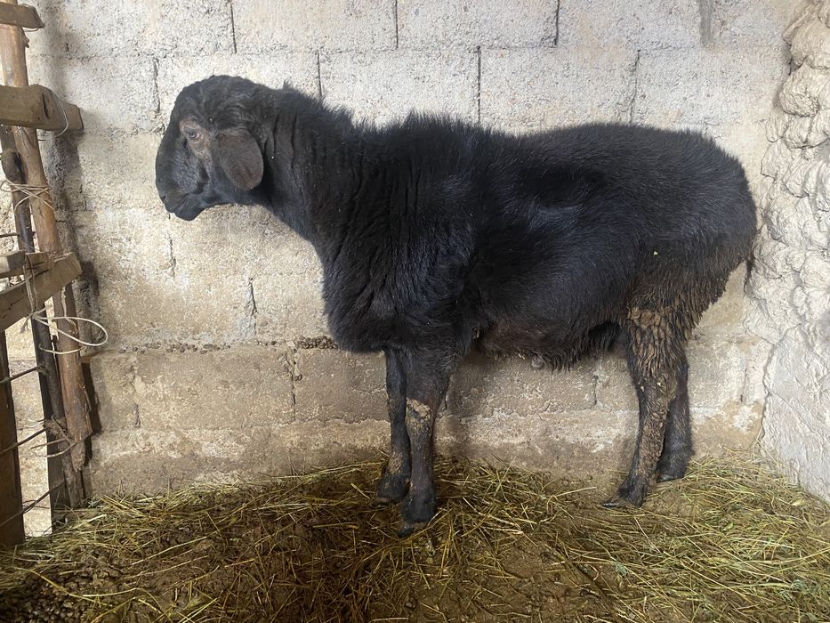 Қошкар сатылады сарыағаш қаласында тұр