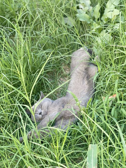 Mushuk sotiladi 100$