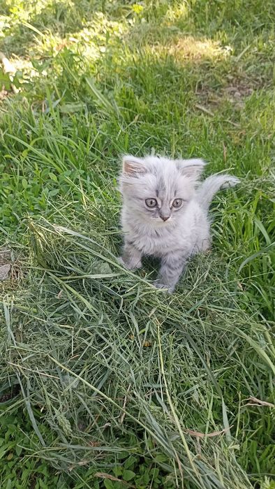Продам котенка в хорошие руки