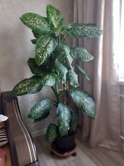 Комнатные  цветы