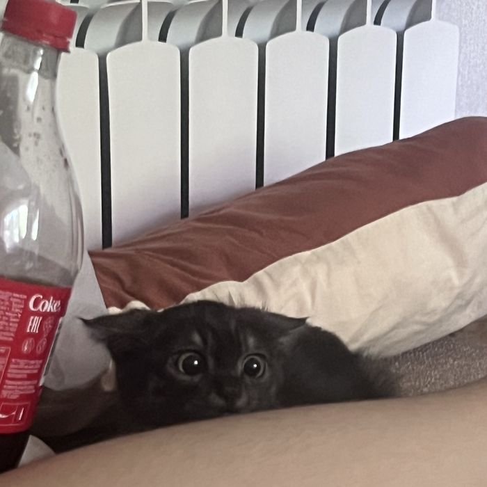 Кошка, девочка в добрые руки