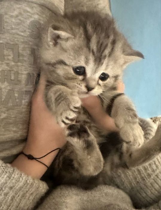 Продаются котята срочно цену обсудим звоните