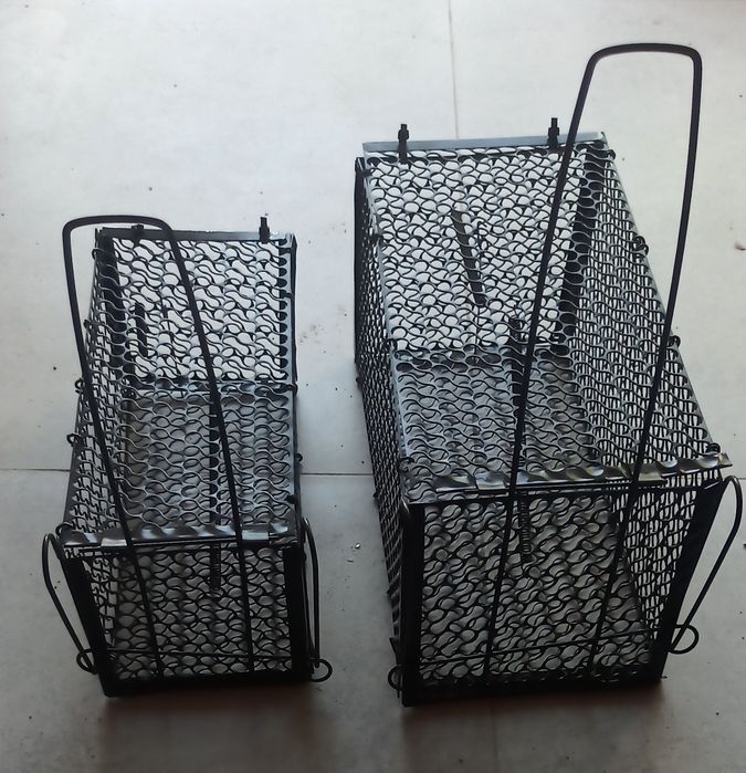 Qopqon kalamush sichqon