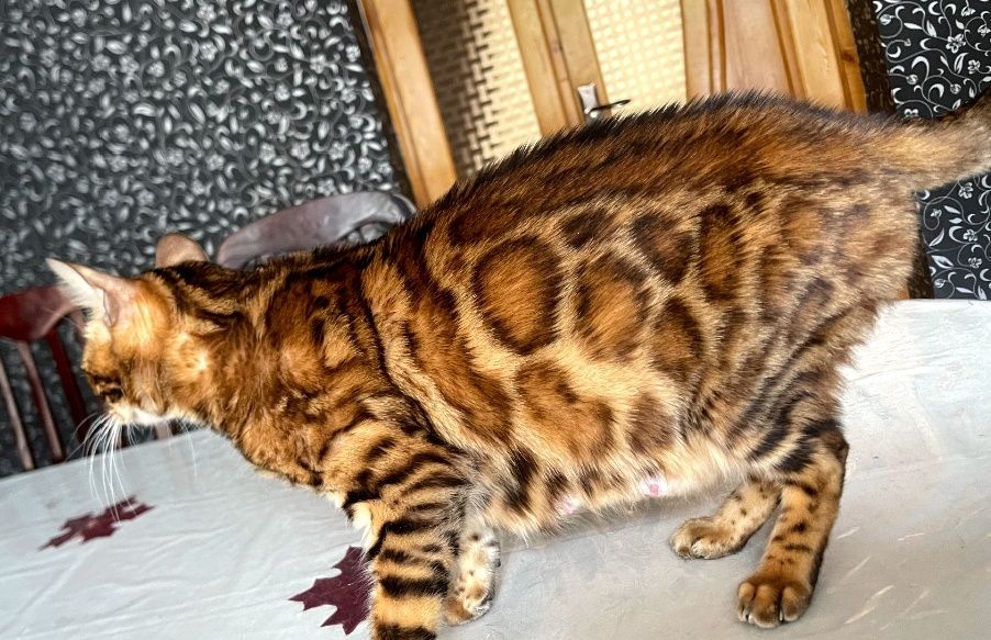 BENGAL narxini kelishamiz