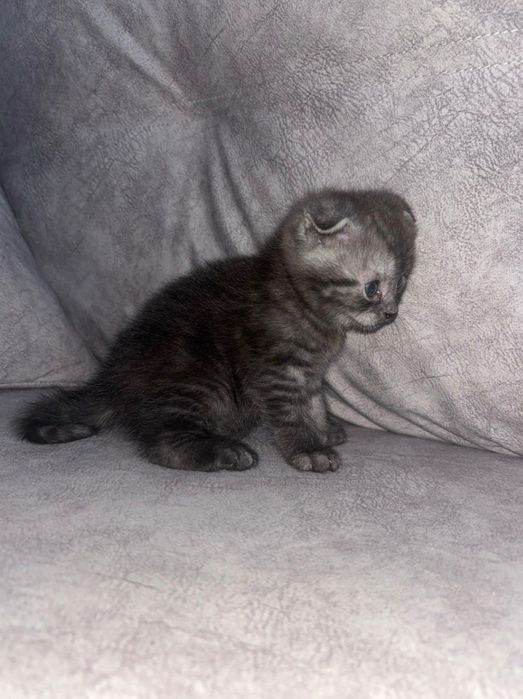 Продаем котенка девочку