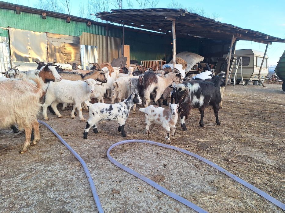 Vând capre cu iezii