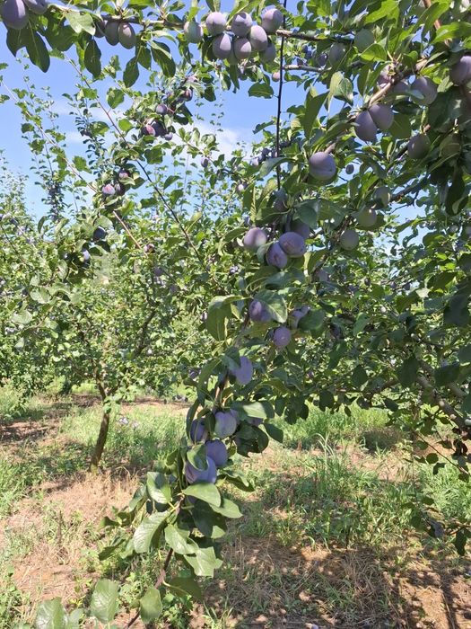 Prune centenar de vânzare