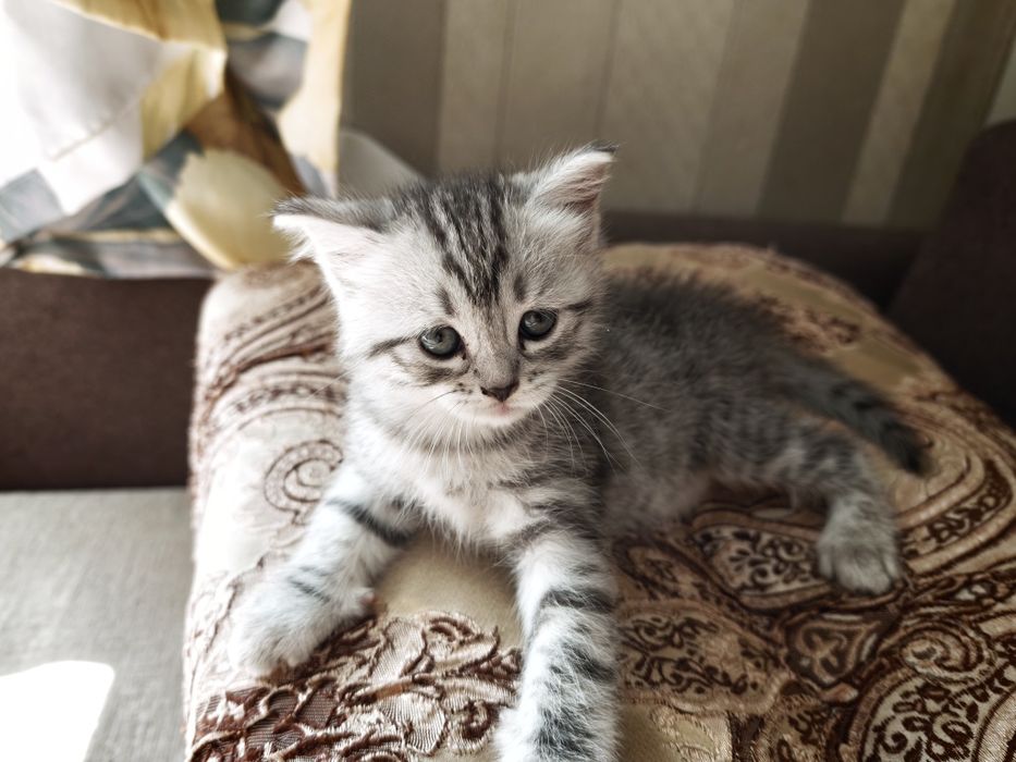 Отдам котят в добрые руки