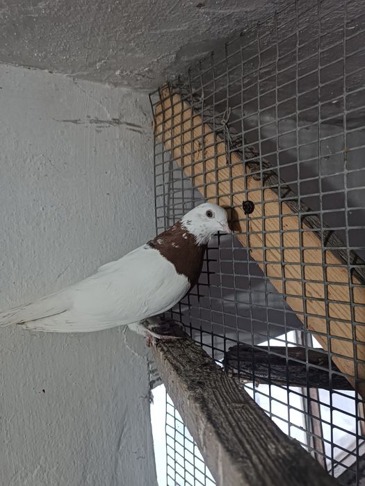 Продаются голуби