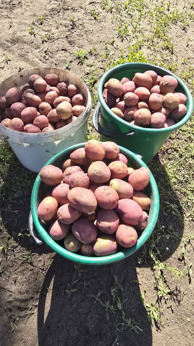 Семейной картофель