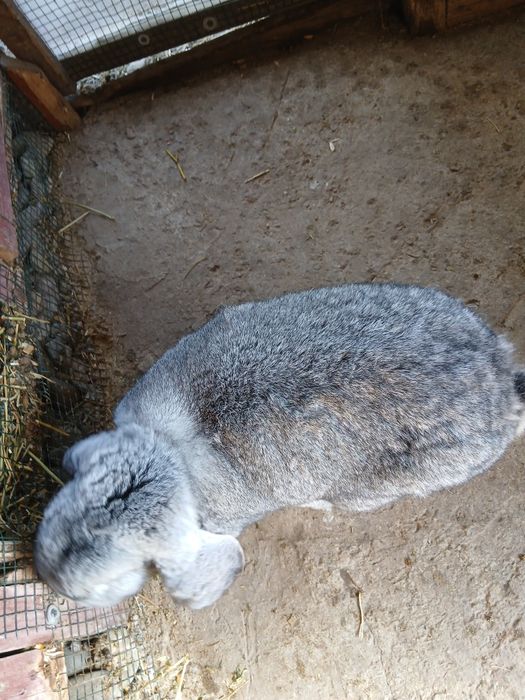 Vând iepuroaică berbec german gestantă!