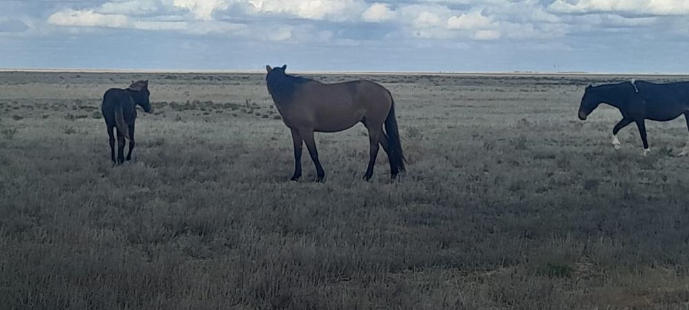 Бие сатылады (семіз)