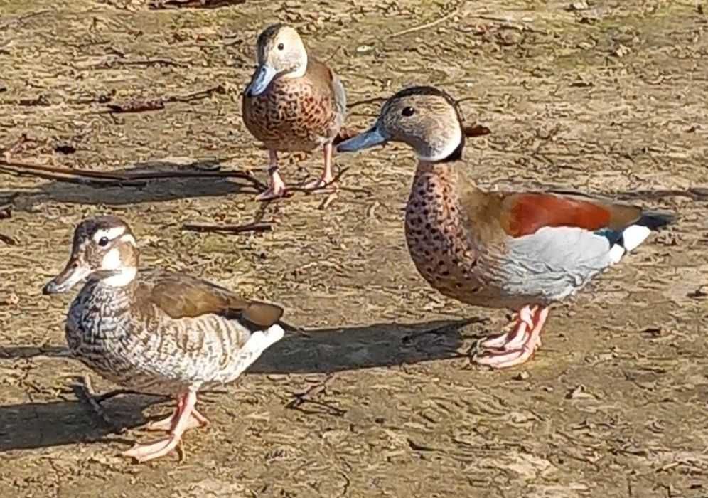 Rate Mandarin de vanzare