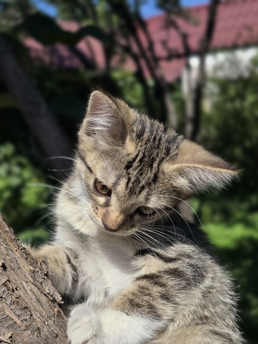 Отдаем в добрые руки двух котят