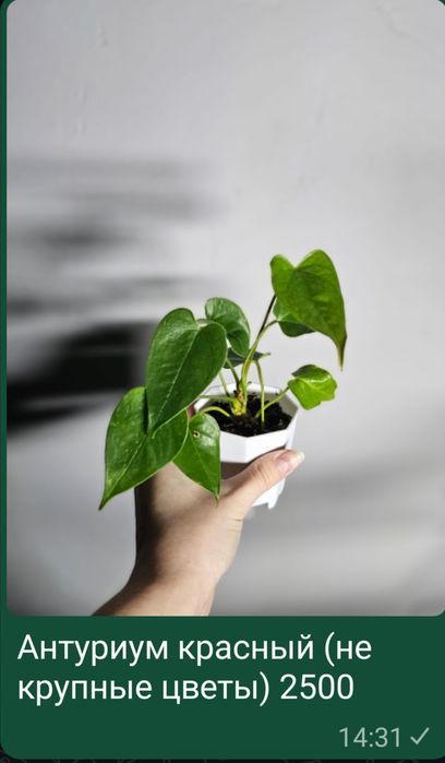 Комнатные цветы разные