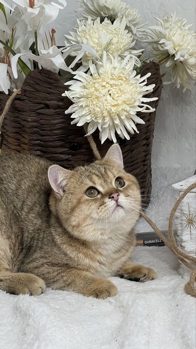 Бритагский мальчик NY24