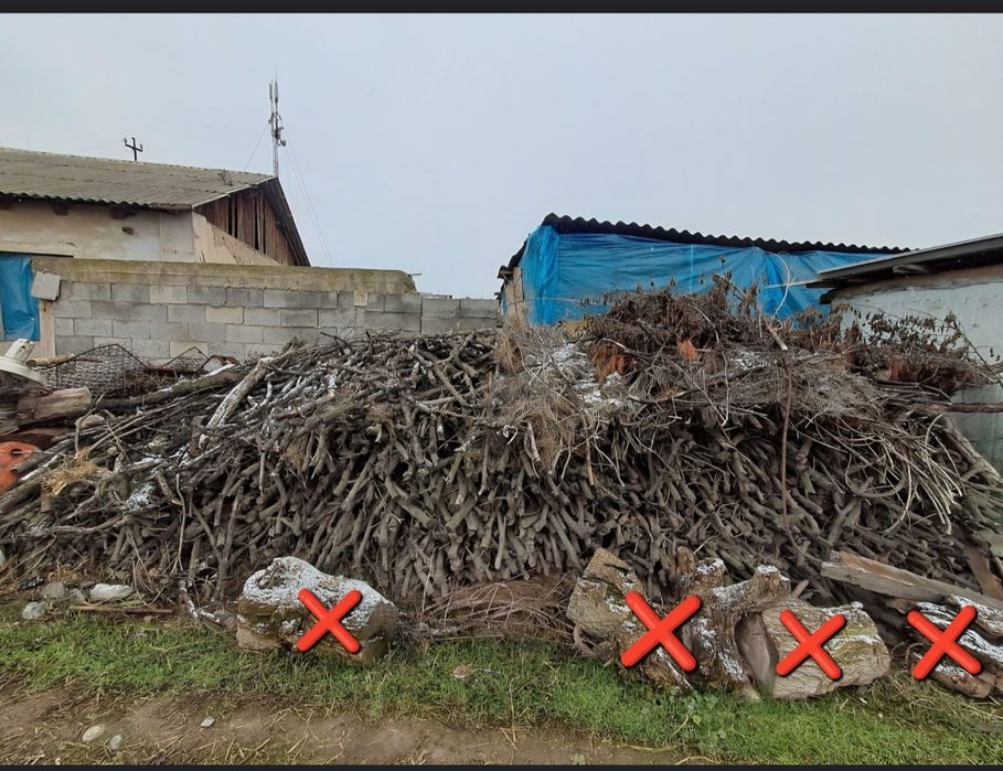 Oʻrik oʻtin oʻrtacha qalinlikda