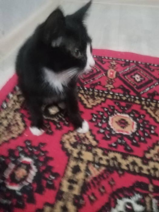 Отдам котят добром руки