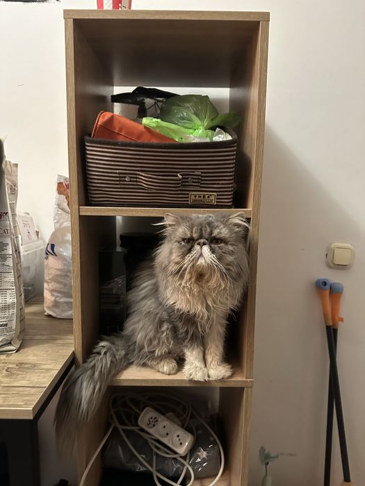 Вязка персидский кот