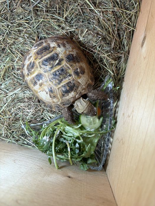 Сухопутная черепаха