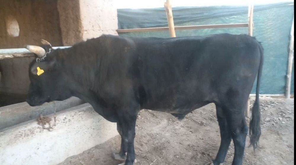 Uyda boqilgan, baquvvat va semiz qora xo'kiz sotiladi
