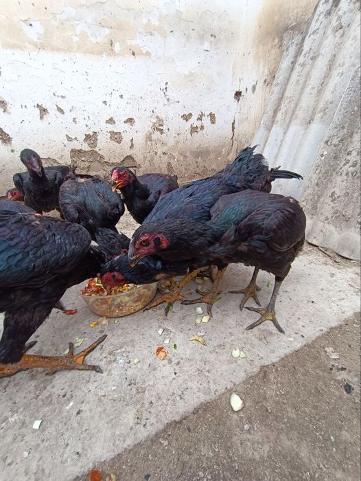 Мокилар сотилади