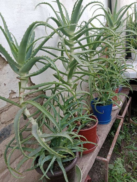Продам алоэ 3летки