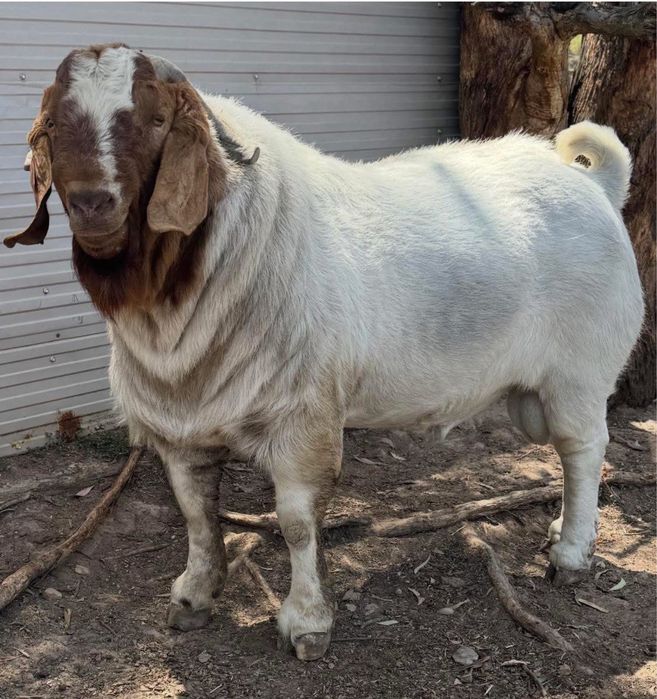 Disponibile capre si iezi din rasa boer !